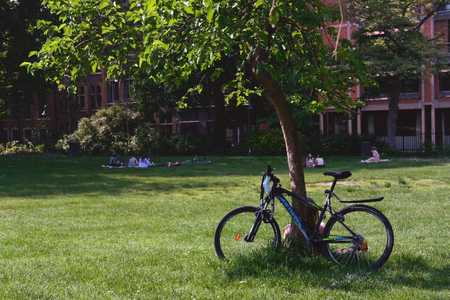 A bicycle rests under a tree in a grassy park, with people relaxing nearby in the sun.